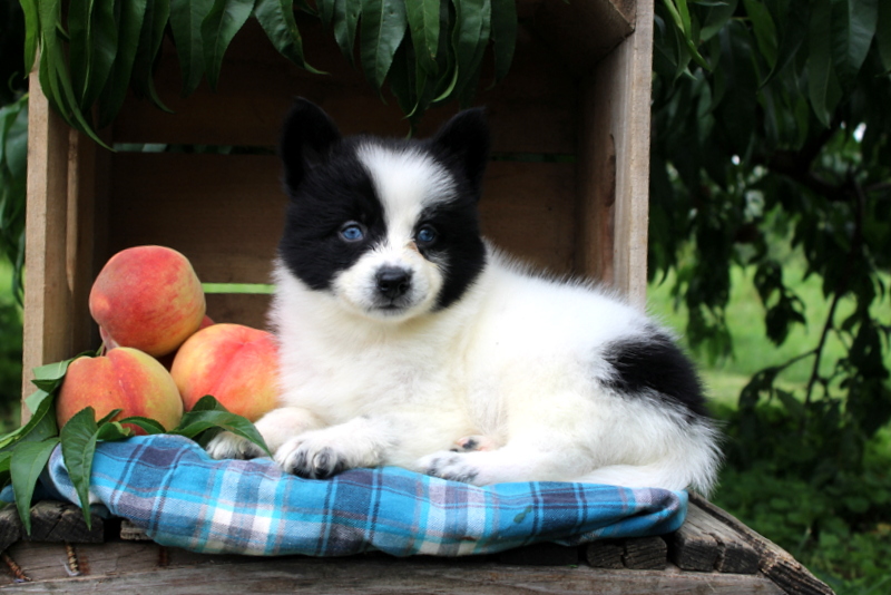 puppy, for, sale, Pomsky, Matthew B. Stoltzfus, dog, breeder, Gap, PA, dog-breeder, puppy-for-sale, forsale, nearby, find, puppyfind, locator, puppylocator, aca